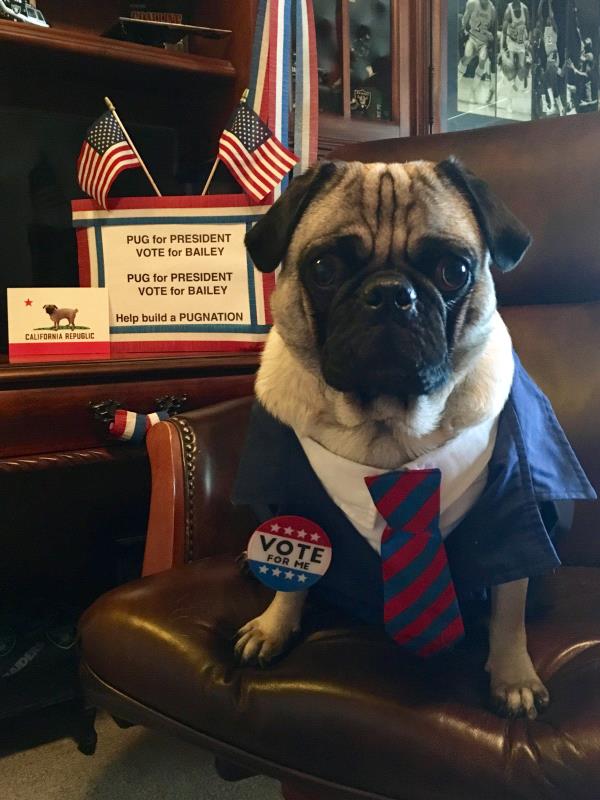 /Images/uploads/PUG NATION RESCUE OF LOS ANGELES/pugnationcalendar/entries/2402.jpg